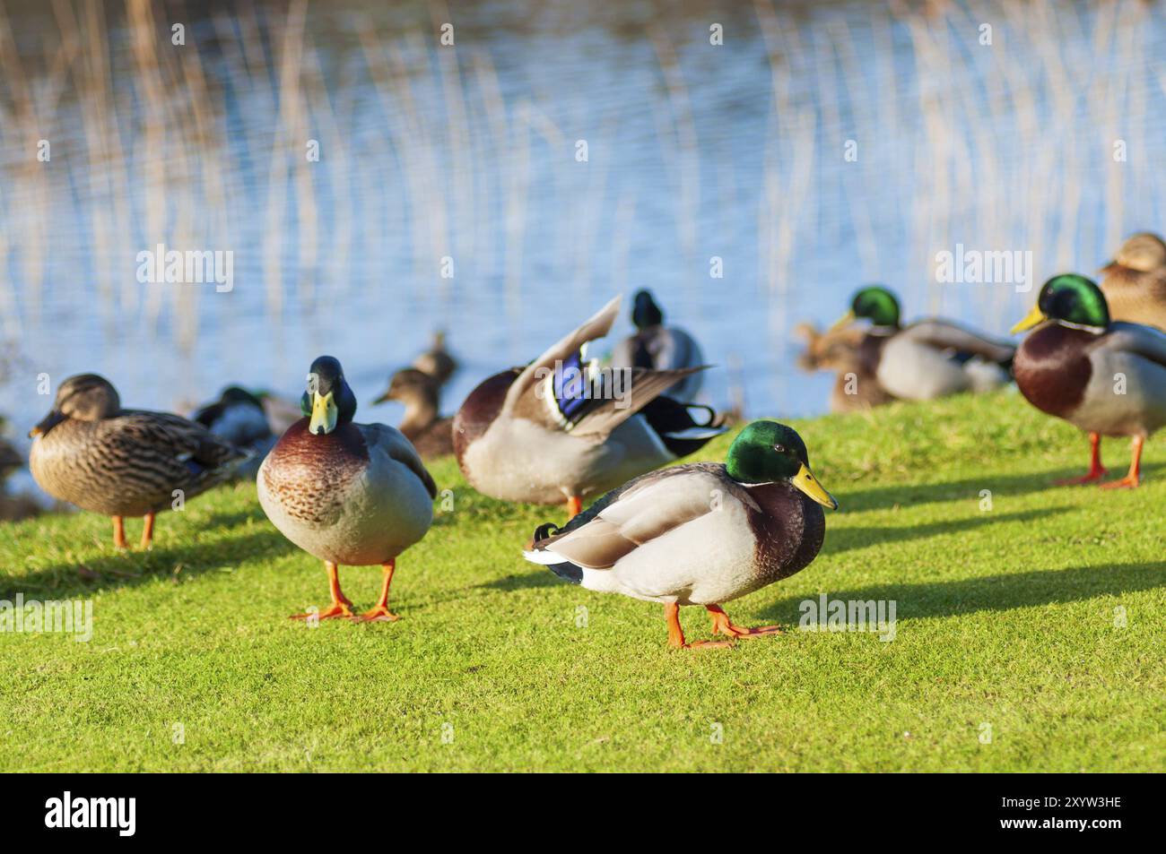 Anatre selvatiche (Anas platyrhynchos) Mallard in piedi sulla riva, anatra selvatica femmina all'aperto. Estate irlandese Foto Stock