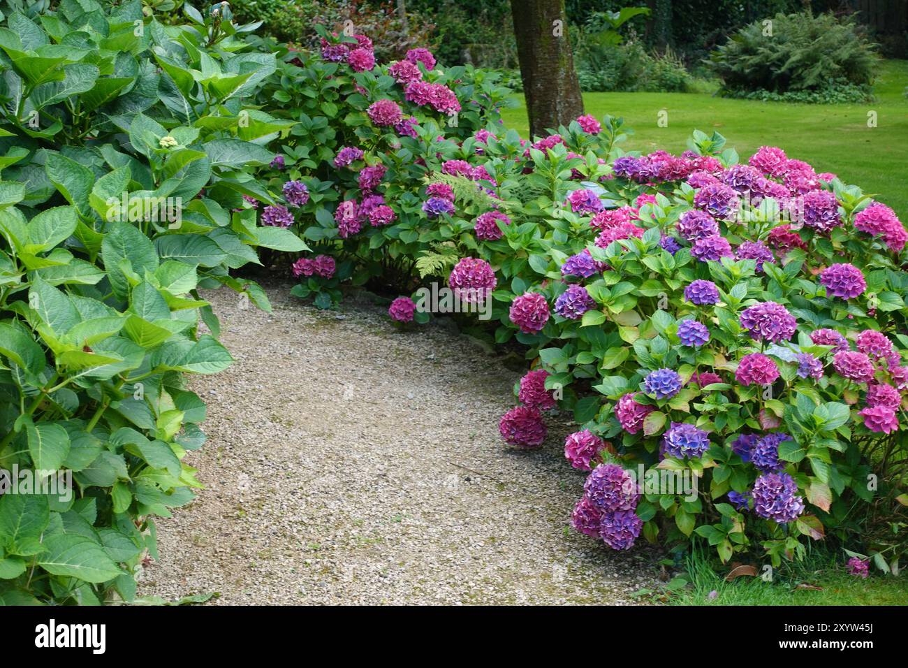 Il sentiero del giardino con le Ortensie Foto Stock