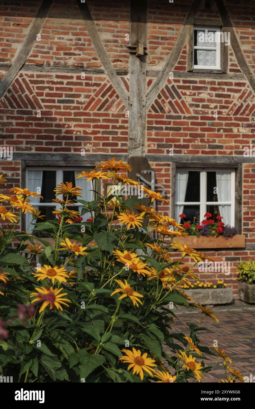 Alti fiori gialli crescono di fronte ad una casa in mattoni con eleganti finestre, Gemen, Muensterland, Germania, Europa Foto Stock