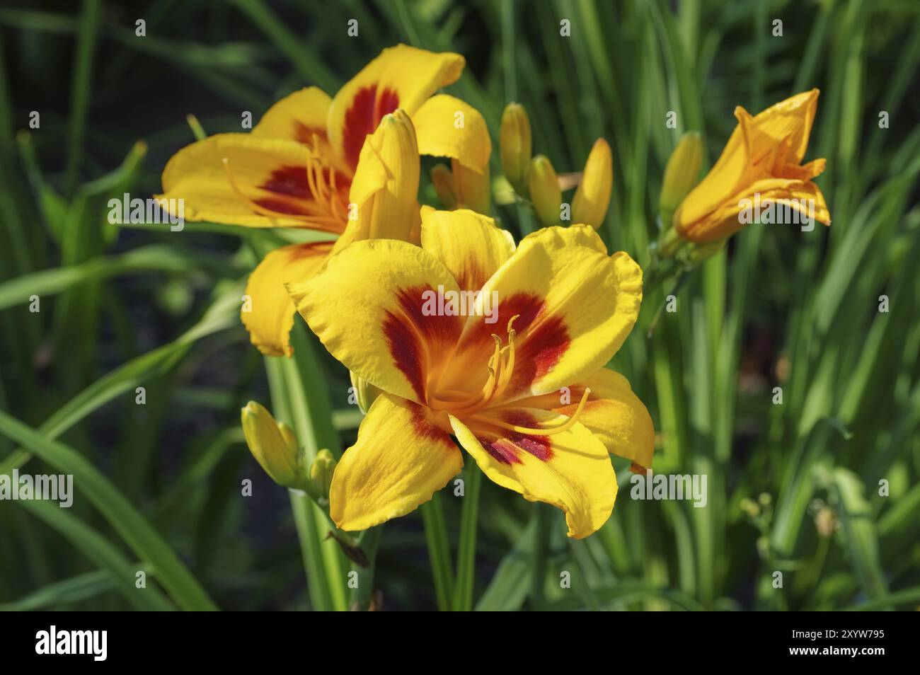 Taglilie mi ha ingannato, giorno dopo giorno della specie mi ha ingannato in estate Foto Stock