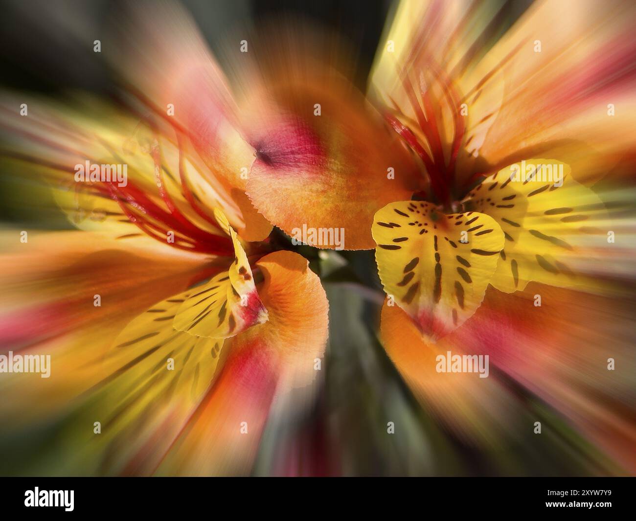 Giglio peruviano, giglio peruviano (Alstroemeria aurea, effetto zoom Foto Stock