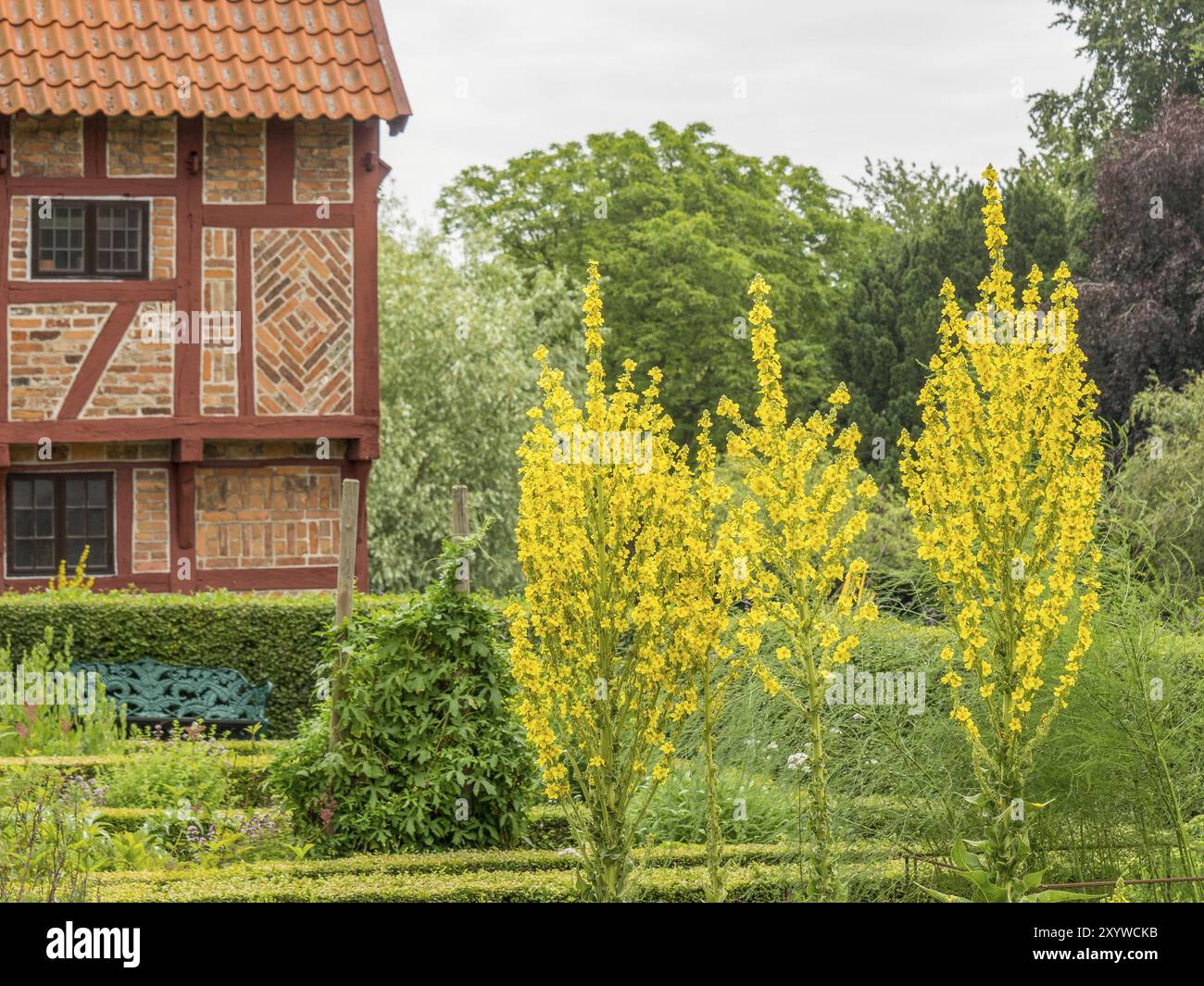 Vista dettagliata di un giardino fiorito con alti fiori gialli e della casa in legno sullo sfondo, ystad, svezia, Mar baltico, scandinavia Foto Stock