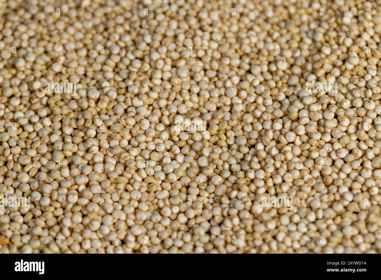 Chicchi di quinoa crudi primo piano, non cotti sani chicchi di porridge di quinoa Foto Stock