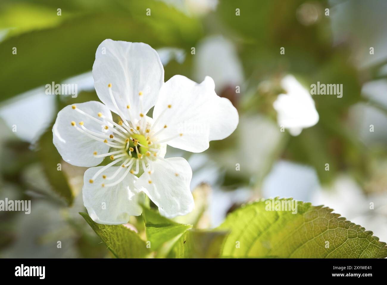 Fiore di mela rosa bianca sul ramo dell'albero di mele. Fiori di frutta in giardino. Primavera nella natura. Foto del cibo Foto Stock