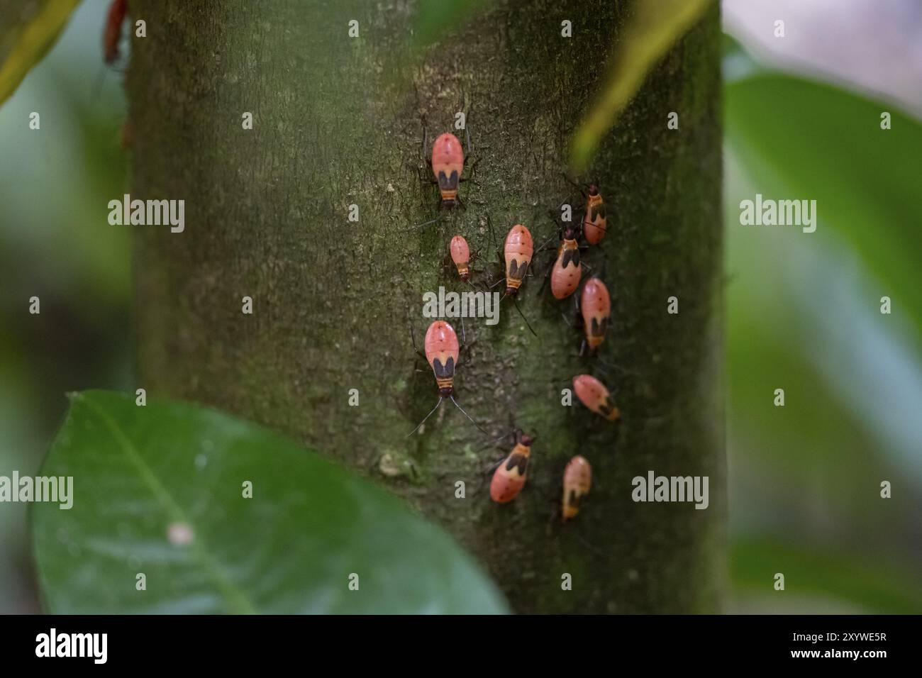 Ninfe di una cimice comune (Pyrrhocoris apterus) su un tronco di albero, Parco Nazionale di Carara, Tarcoles, Provincia di Puntarenas, Costa Rica, America centrale Foto Stock