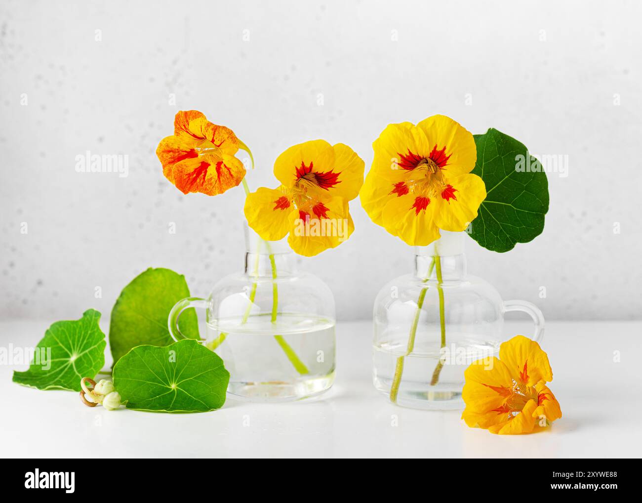 Fiori curativi della pianta di nasturtium utilizzati nella medicina alternativa naturale o negli alimenti biologici. Messa a fuoco selettiva. Copia spazio. Foto Stock