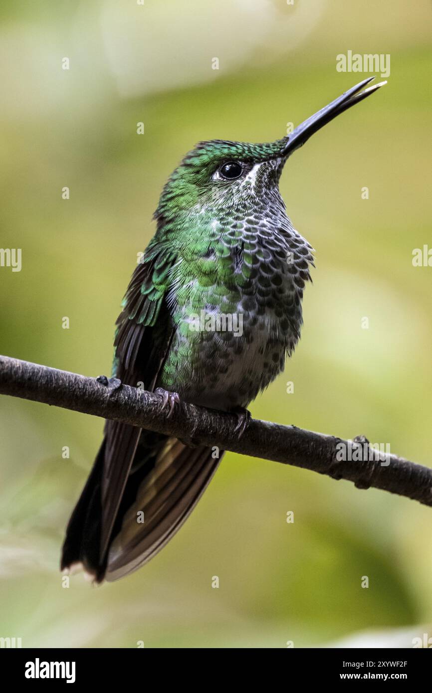 Brillante coronata verde (Heliodoxa jacula) seduta su un ramo, Monteverde Cloud Forest, Monte Verde, Costa Rica, America centrale Foto Stock