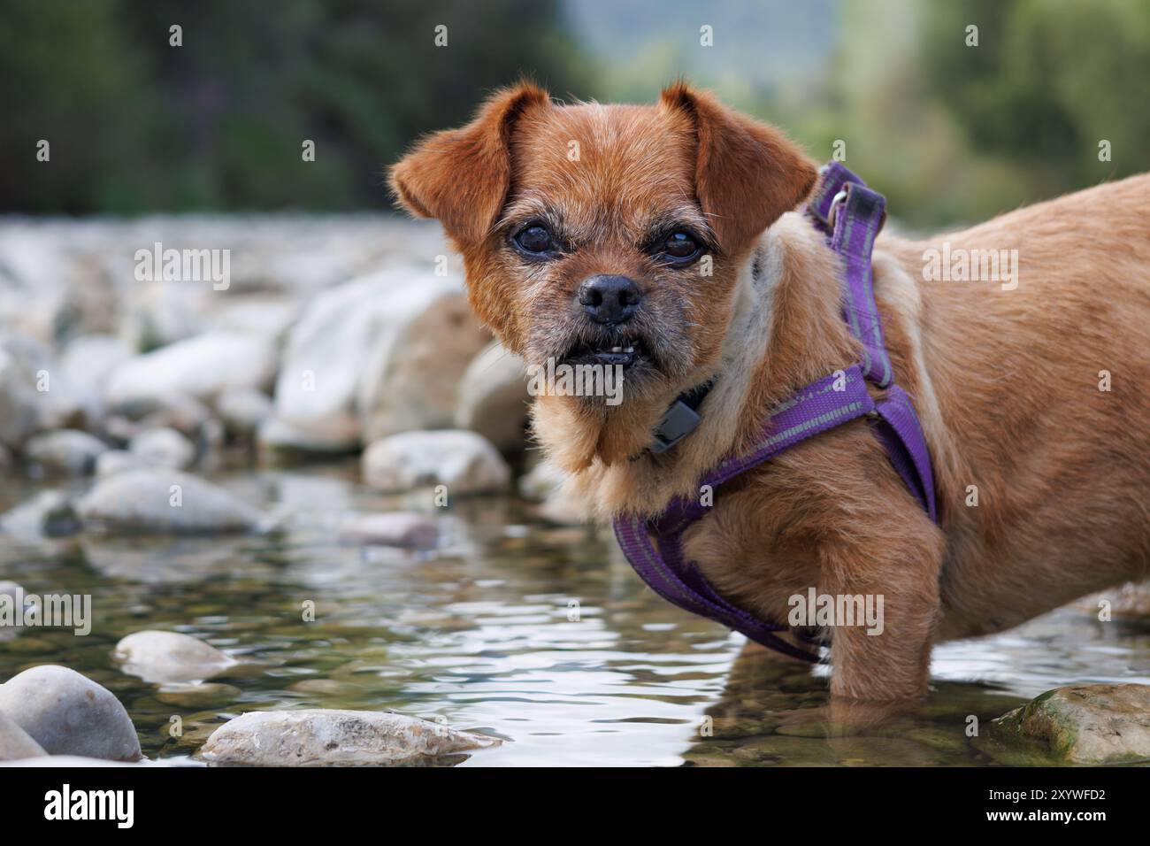 Il cane Nami nell'acqua del letto del fiume Serpis, Lorxa, Spagna Foto Stock
