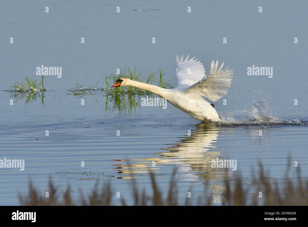 Mute Swan in Territory Battle in primavera, Mute Swan durante la stagione riproduttiva Foto Stock
