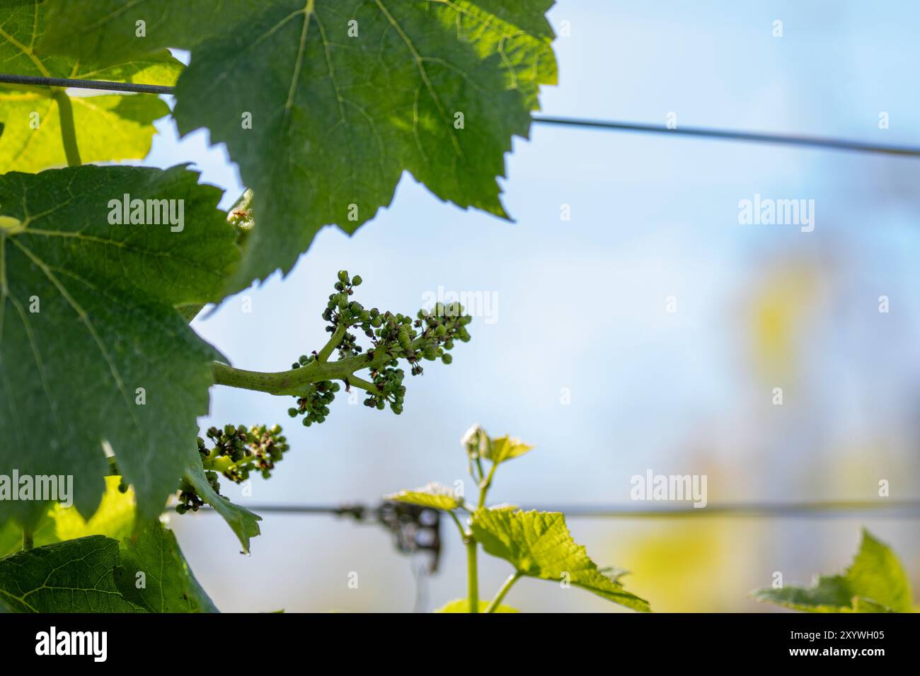 Vigneti coltivati all'inizio della stagione estiva a Trevibban Mill Vineyard, Padstow, Regno Unito Foto Stock