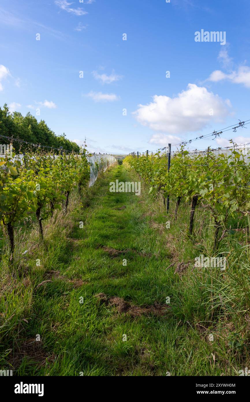 Vigneti coltivati all'inizio della stagione estiva a Trevibban Mill Vineyard, Padstow, Regno Unito Foto Stock