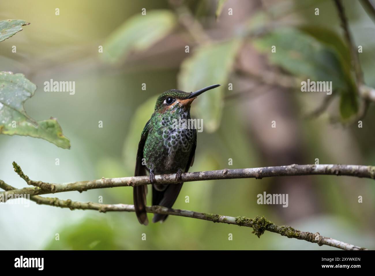 Brillante coronata verde (Heliodoxa jacula), seduta su un ramo, Monteverde Cloud Forest, Monte Verde, Costa Rica, America centrale Foto Stock