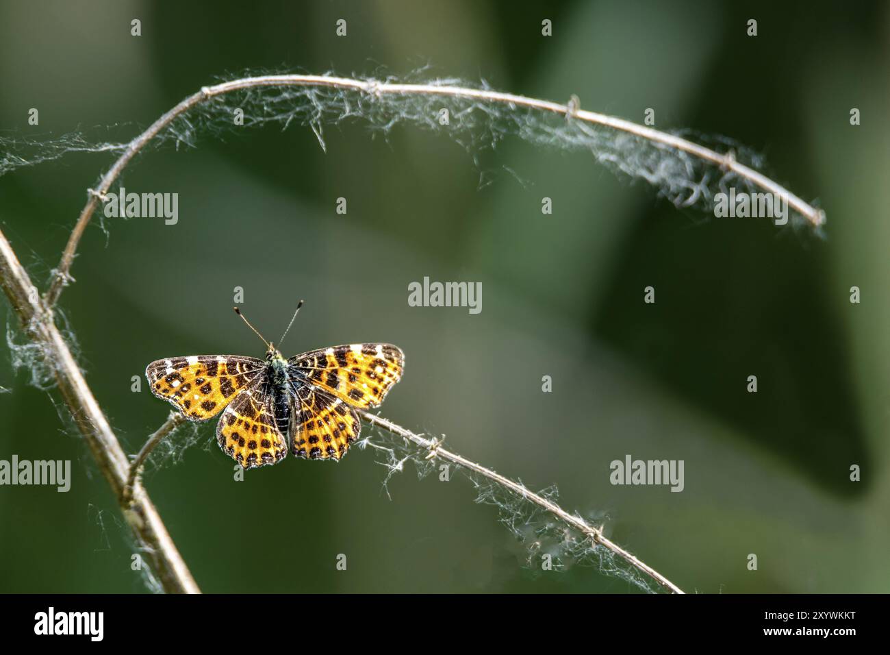 Piccola farfalla seduta su un ramo con sfondo scuro sfocato e spazio per il testo Foto Stock