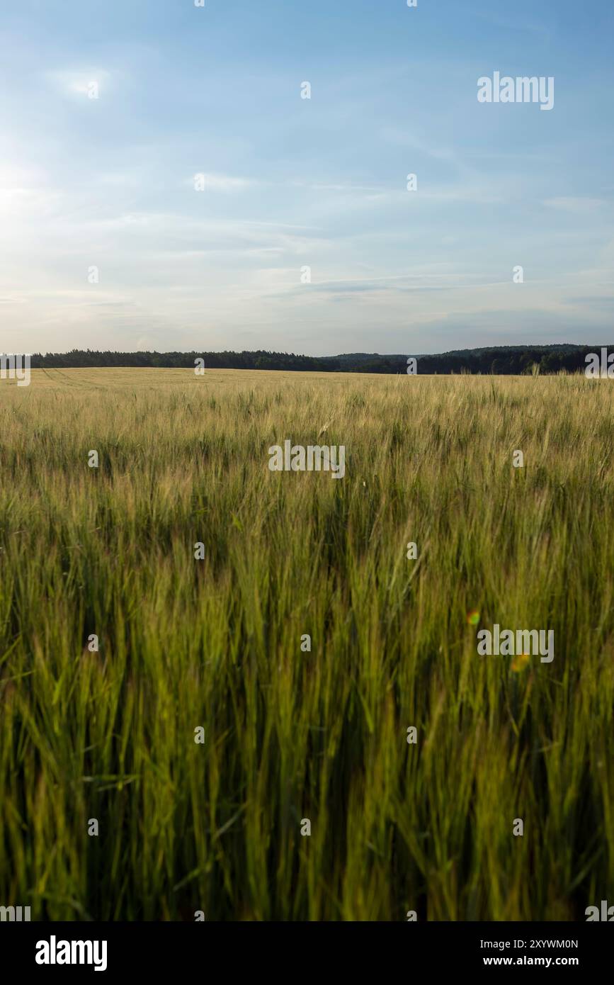 cereali al tramonto, germogli di grano lunghi durante il tramonto estivo Foto Stock