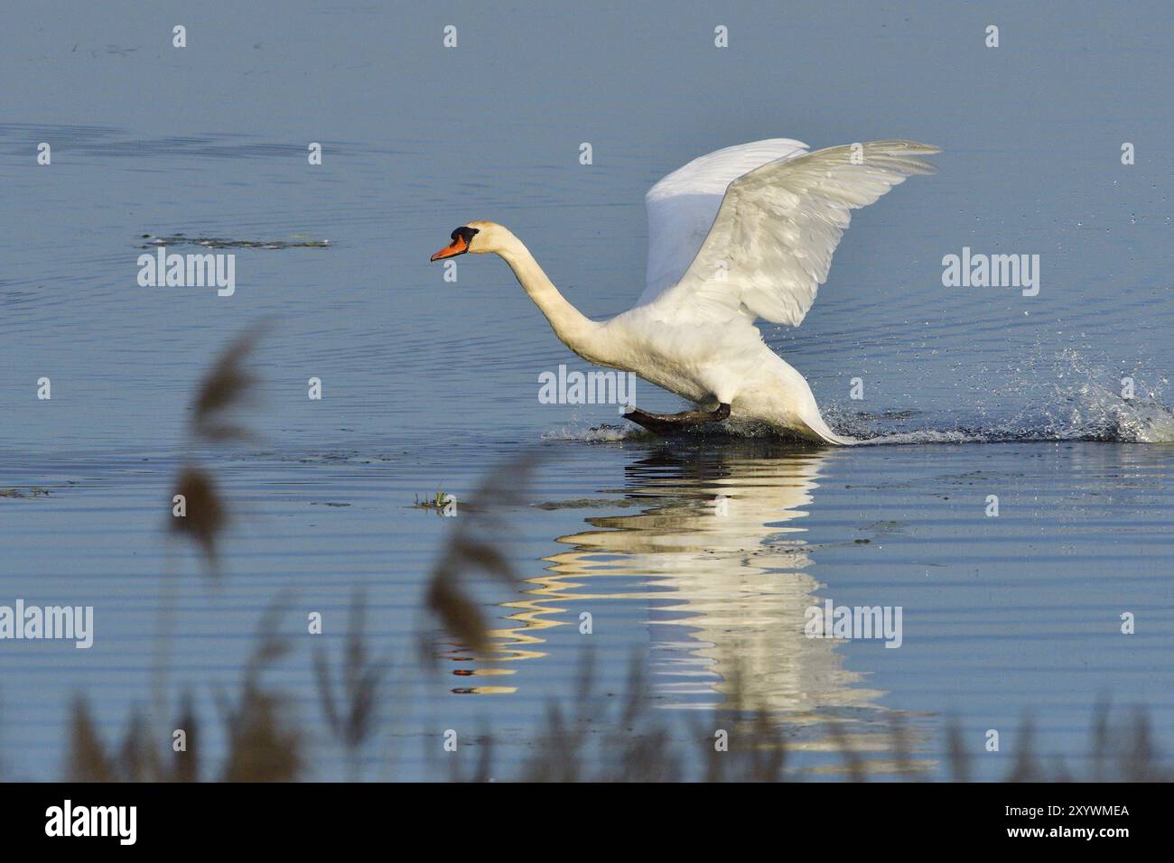 Mute Swan in Territory Battle in primavera, Mute Swan durante la stagione riproduttiva Foto Stock