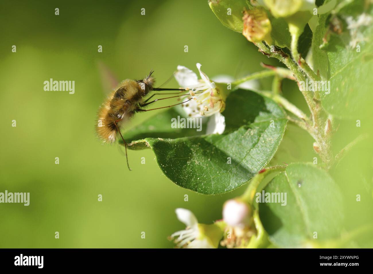 Grande mosca delle api (Bombylius Major). Grande foraggiamento di hoverfly lanoso Foto Stock