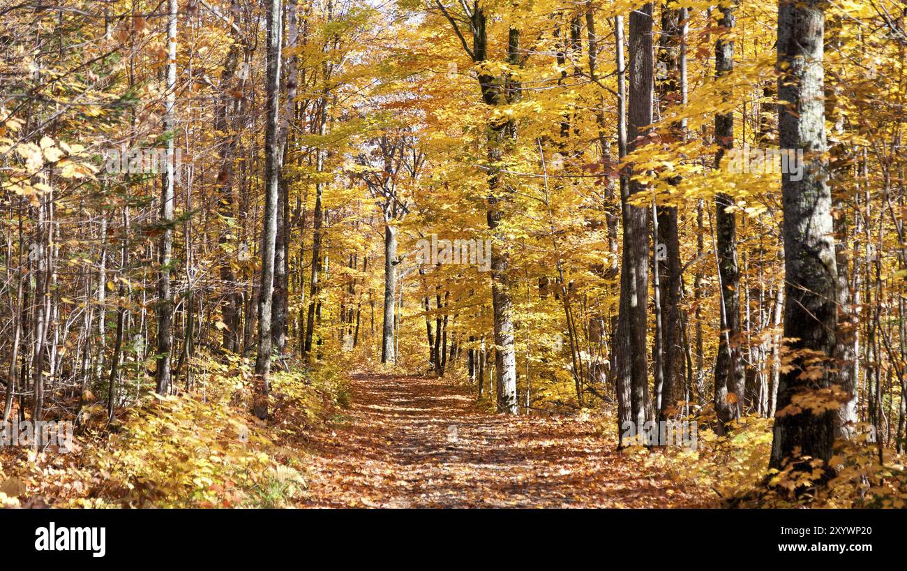 Colorato sentiero forestale nel Canada autunnale Foto Stock