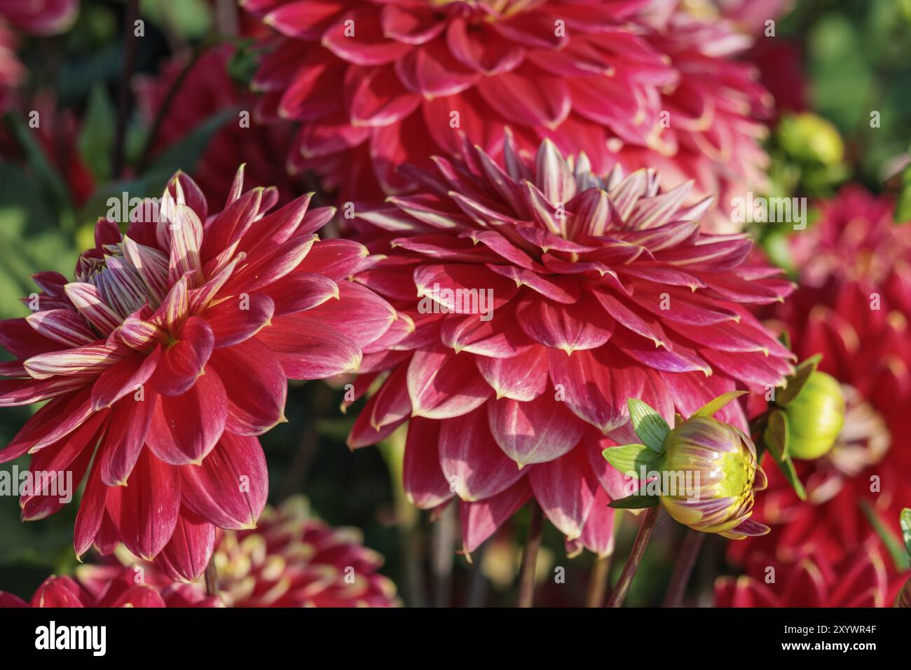 Fiori di dahlia rosa raggruppati insieme a gemme verdi in primo piano, Legden, Muensterland, germania Foto Stock