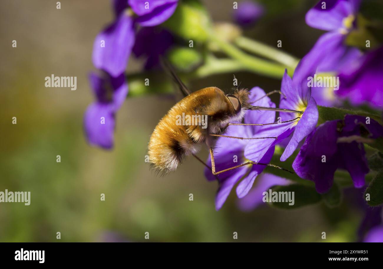 Grandi mosche di api, Bombylius Major, mosca di api Foto Stock