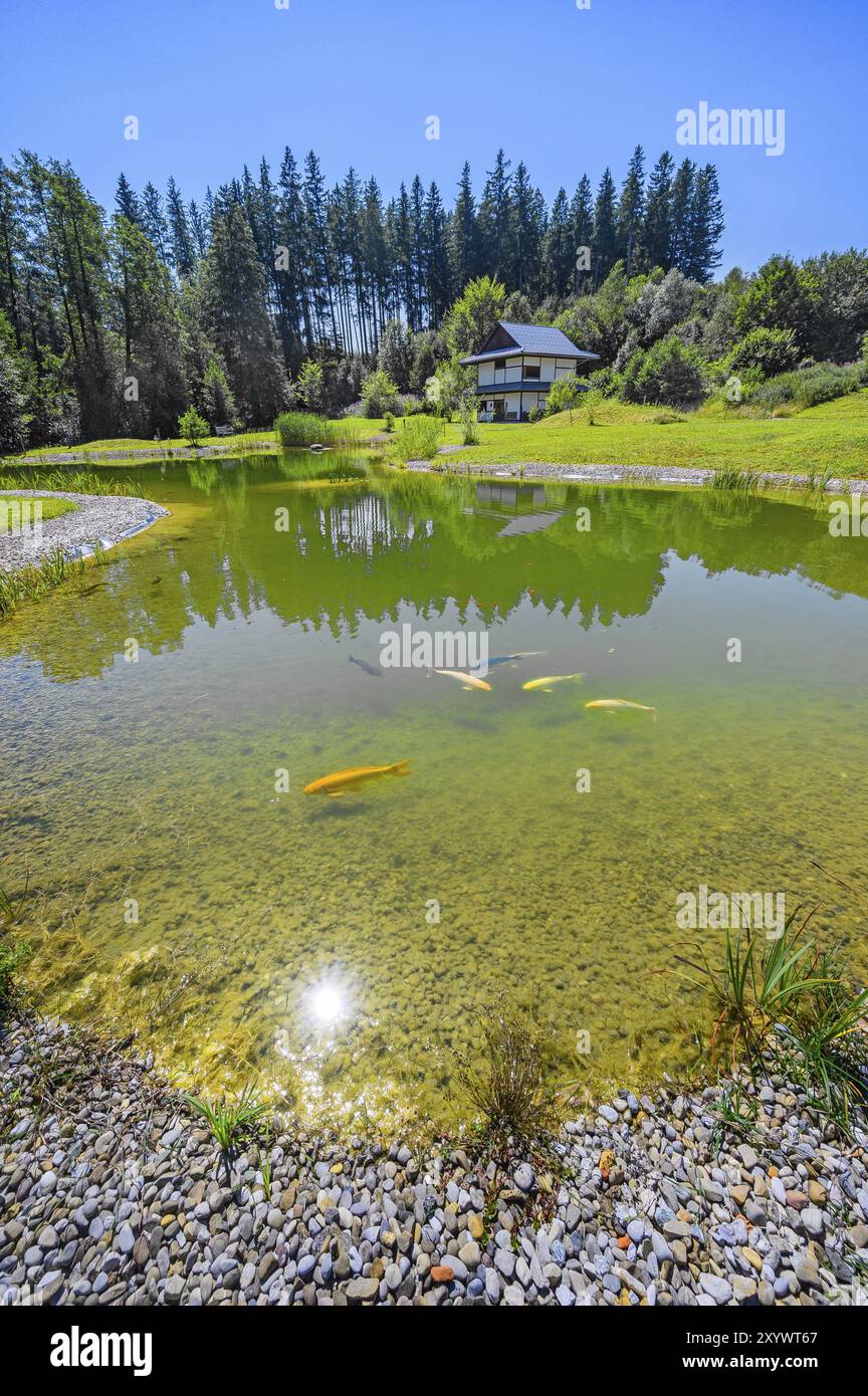 Aperto giorno, lago Mondsee con koi, una specie di carpa comune (Cyprinus carpio), monastero Daishin Zen e centro seminari, fino al 2010 Gasthaus Schwarzer b Foto Stock