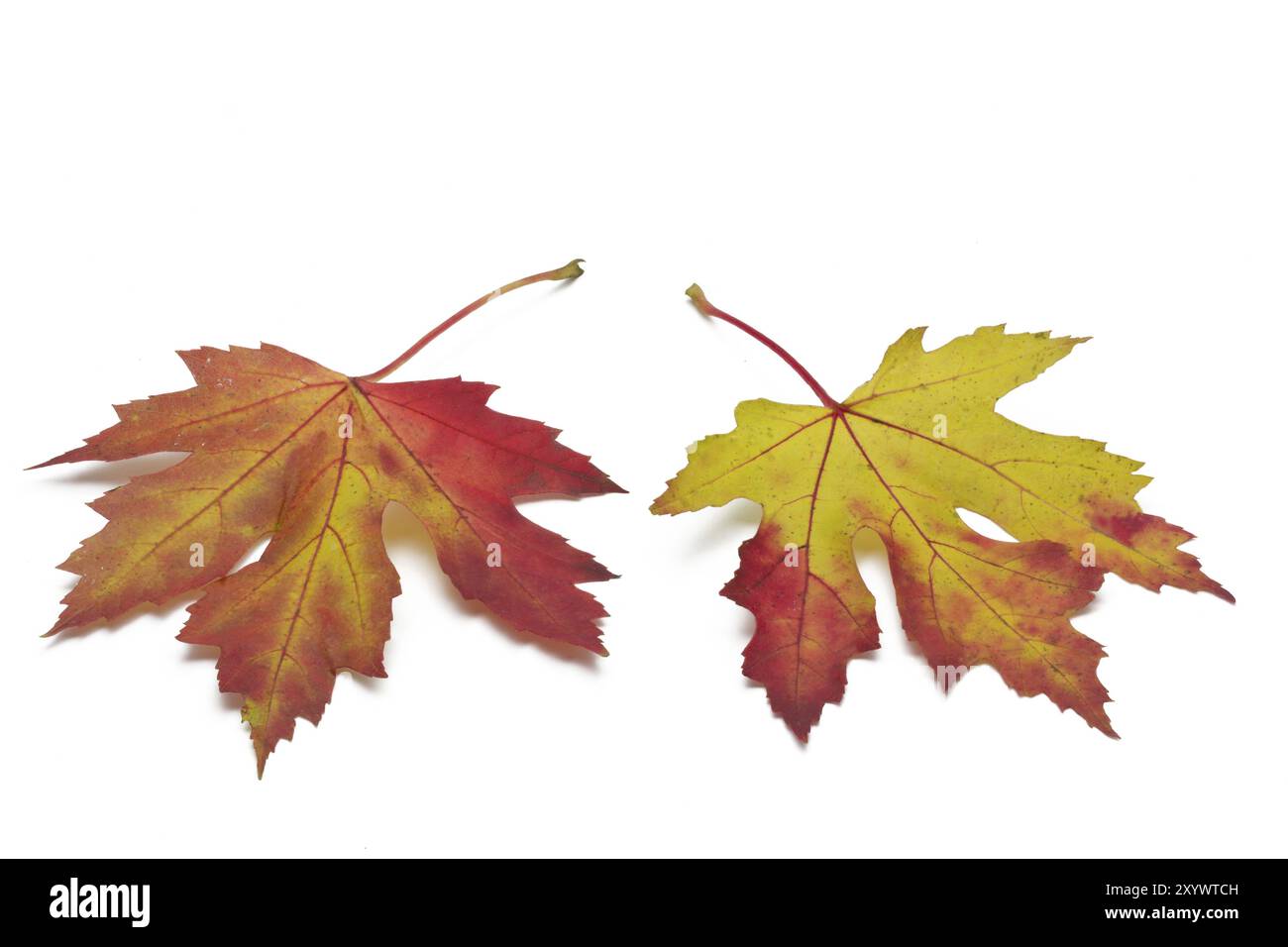 Foglie d'acero dai colori autunnali Foto Stock