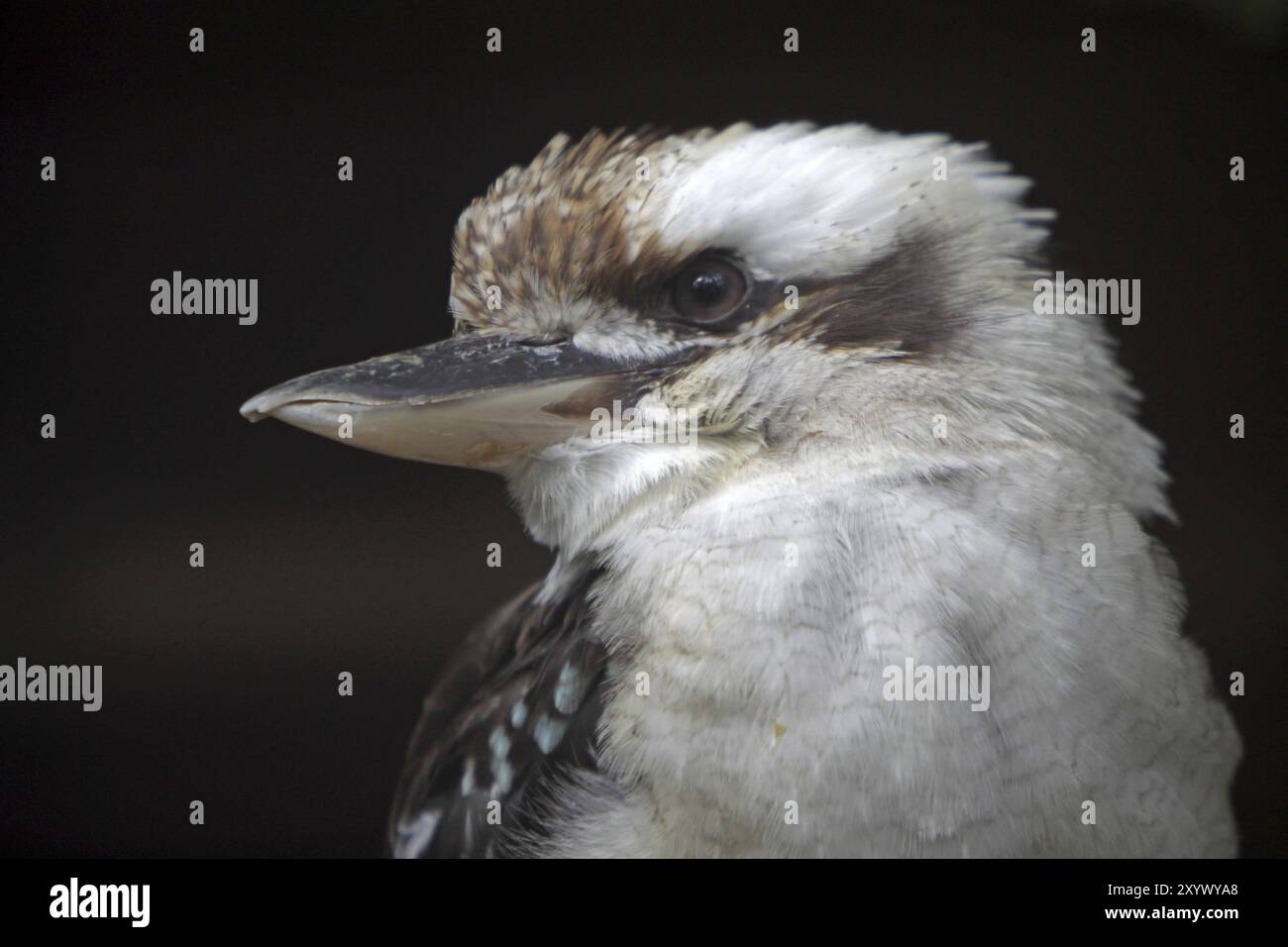 Kookaburra (Hans ridendo) Foto Stock