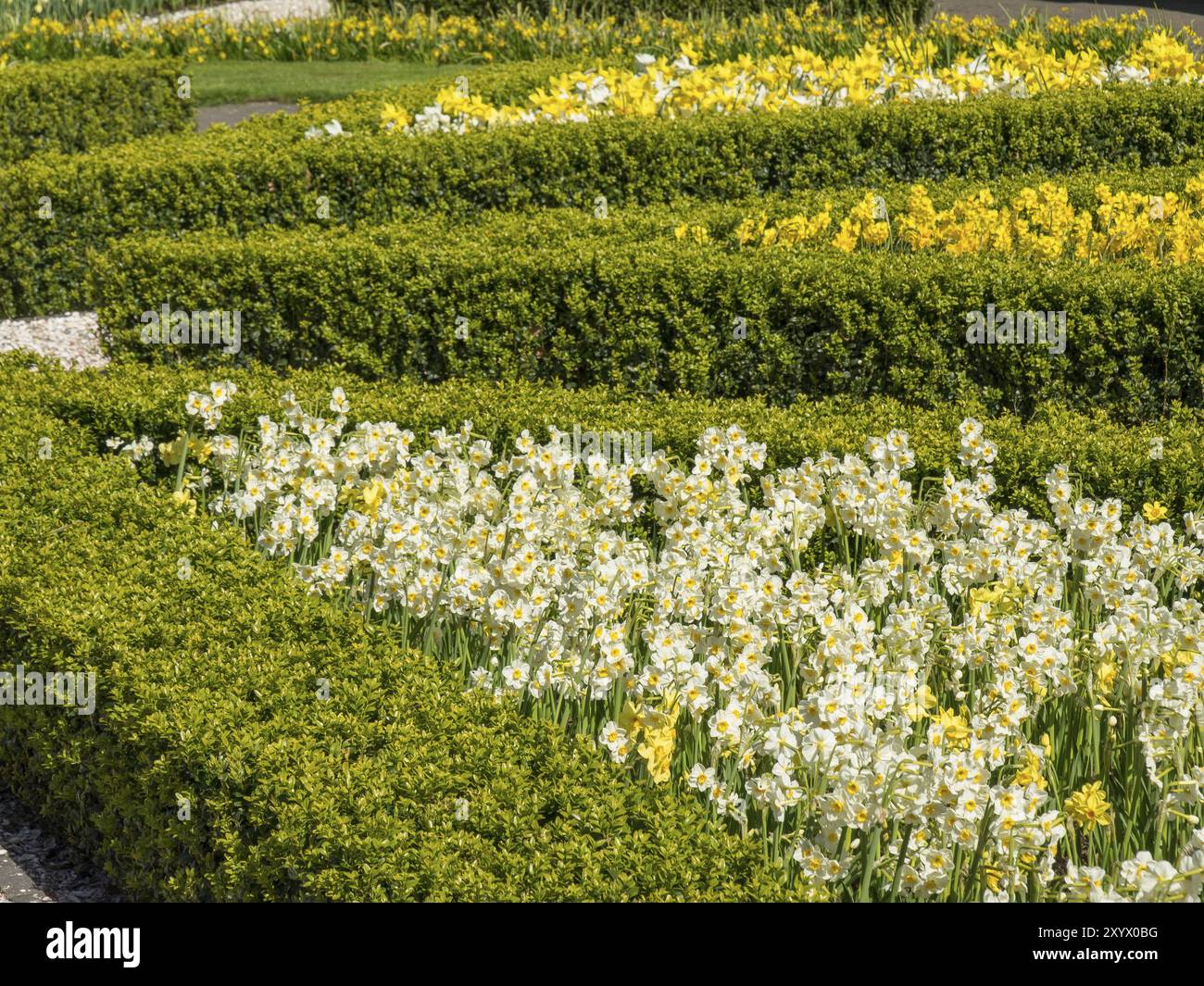 Narcisi gialle che fioriscono in un giardino strutturato con siepi curate sotto la luce del sole, Amsterdam, Paesi Bassi Foto Stock