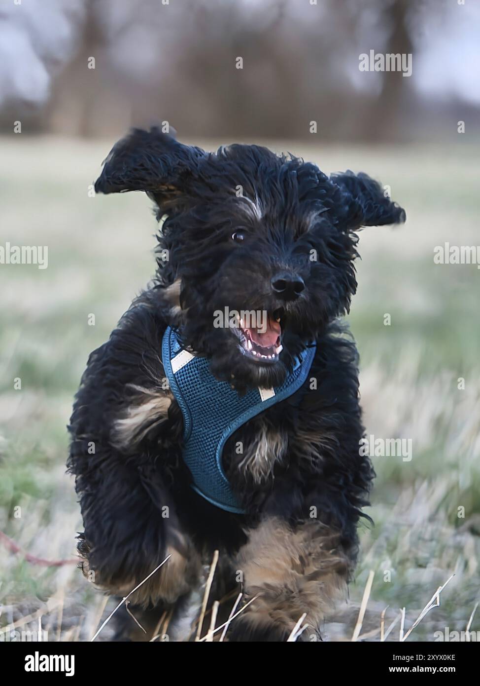 Goldendoodlle cucciolo, con pelliccia nera e marrone, che corre su un sentiero durante il gioco. Sfocatura del movimento, dinamica. Foto animale del cane Foto Stock