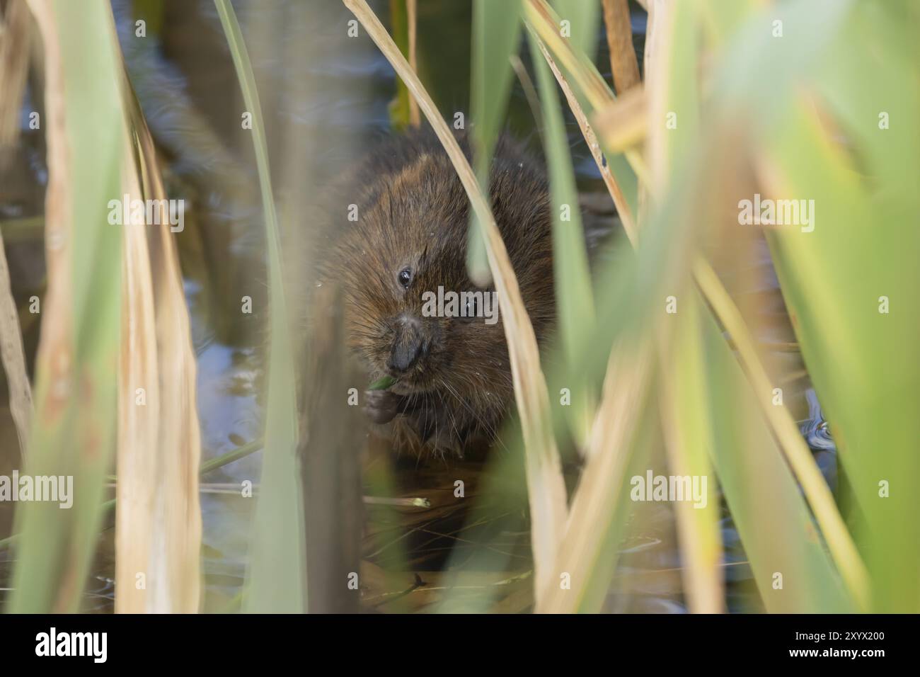 alveolo d'acqua (Arvicola amphibius) animale adulto che si nutre di un fusto di piante di canna in uno stagno in estate, Suffolk, Inghilterra, Regno Unito, Europa Foto Stock