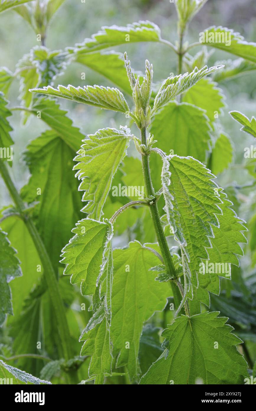 Hoarfrost, Nettle hoarfrost 02 Foto Stock