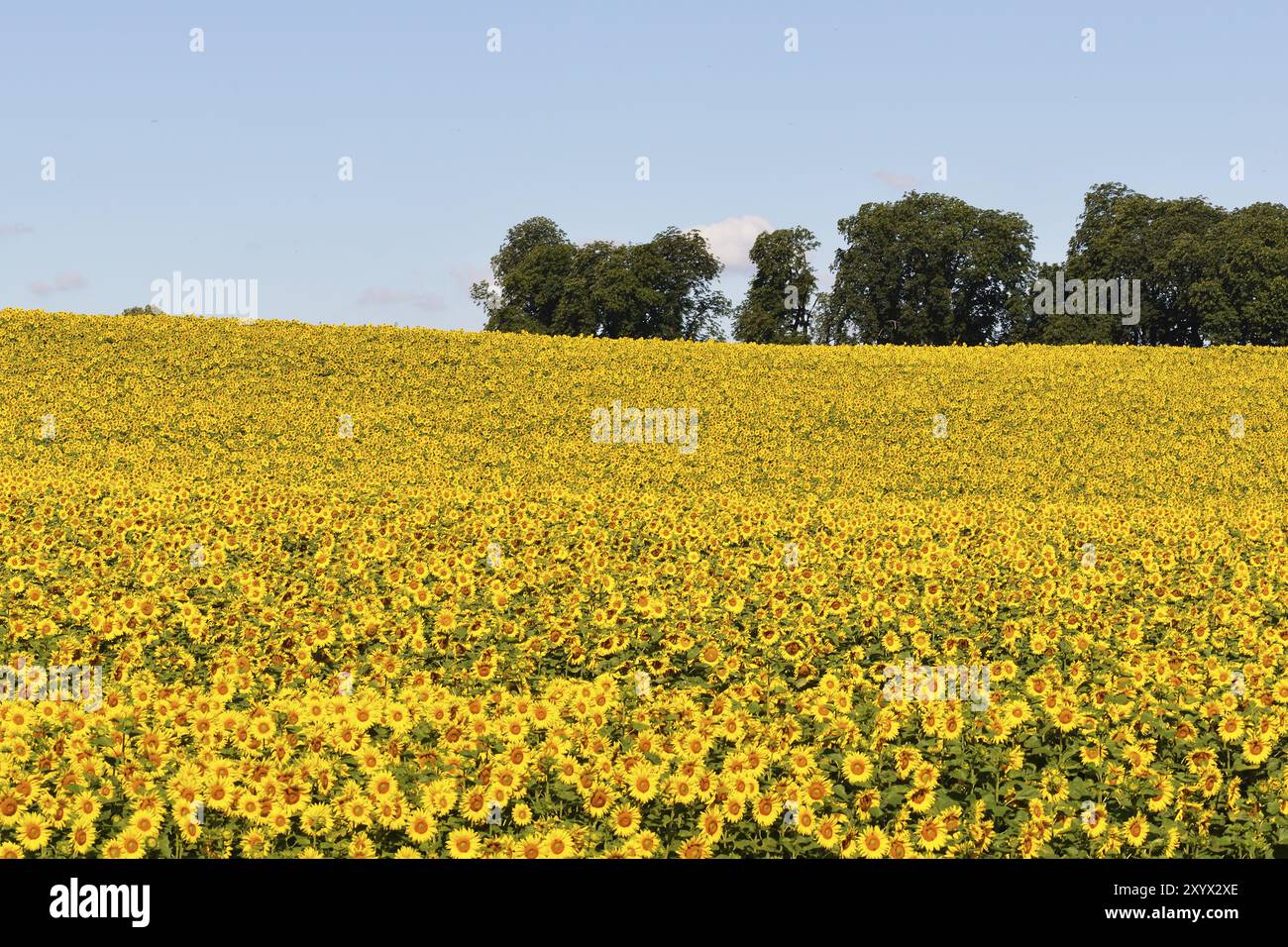 Sonnenblumenfeld, Un campo di girasole in piena fioritura Foto Stock