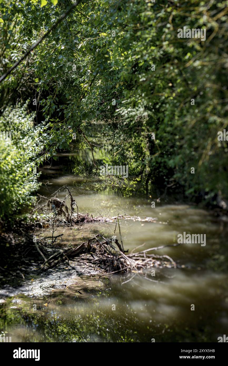 Un piccolo torrente scorre attraverso una foresta fiabesca Foto Stock Un piccolo torrente scorre attraverso una foresta fiabesca Foto Stock