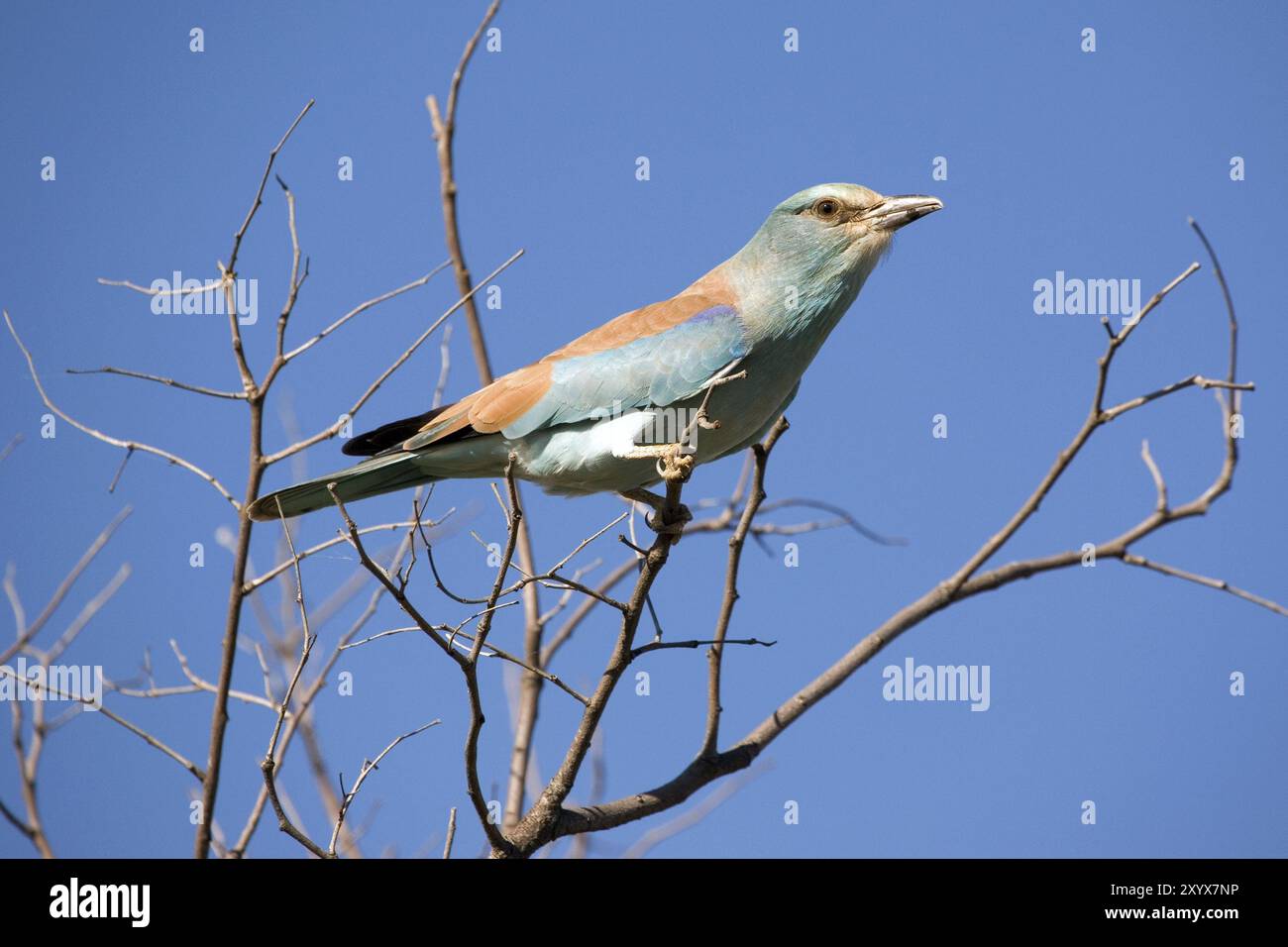 Un rullo europeo su una filiale Foto Stock