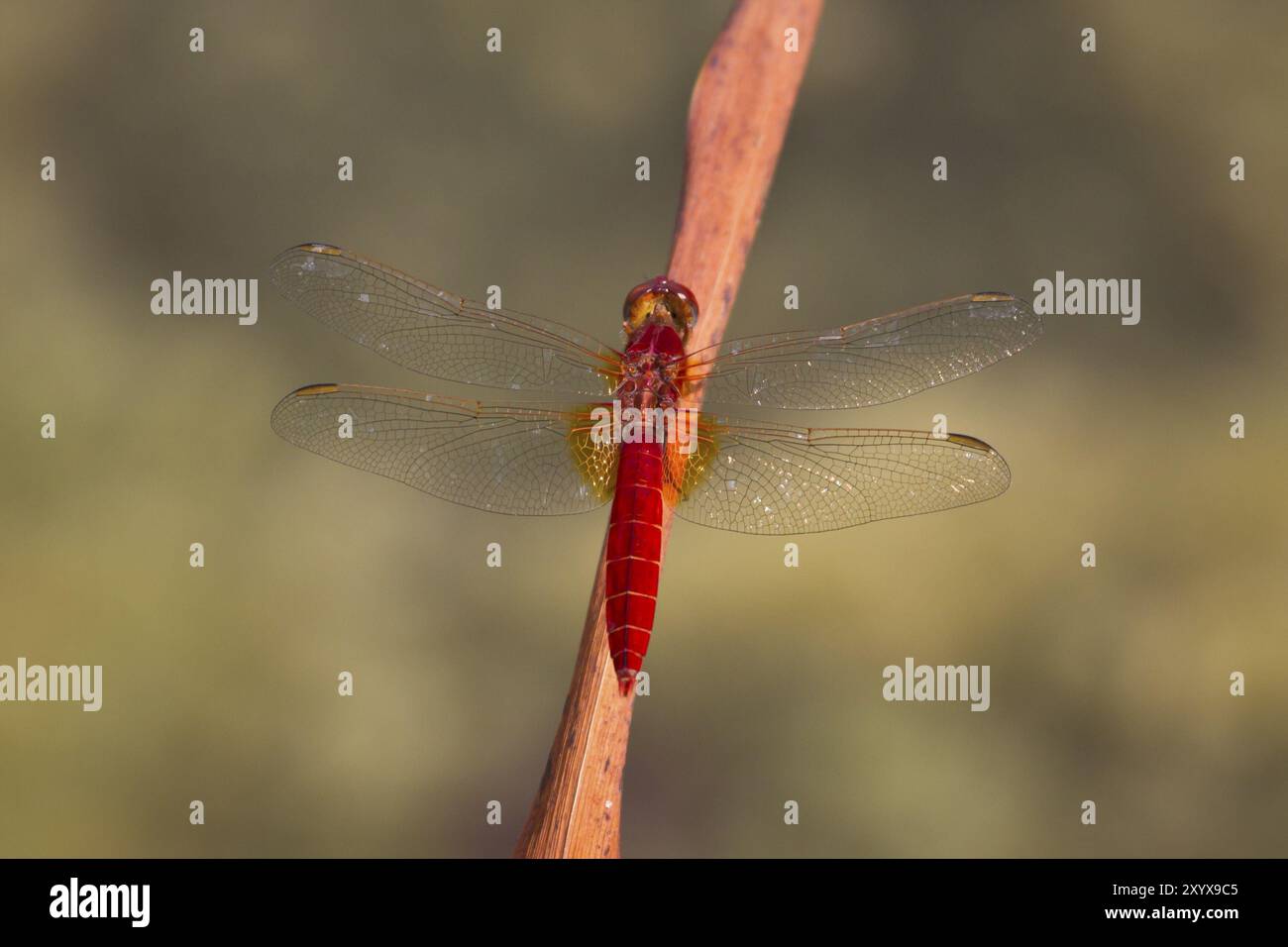 Scarlet Dragonfly, Crocothemis erythraea, scarlatto ampio Foto Stock