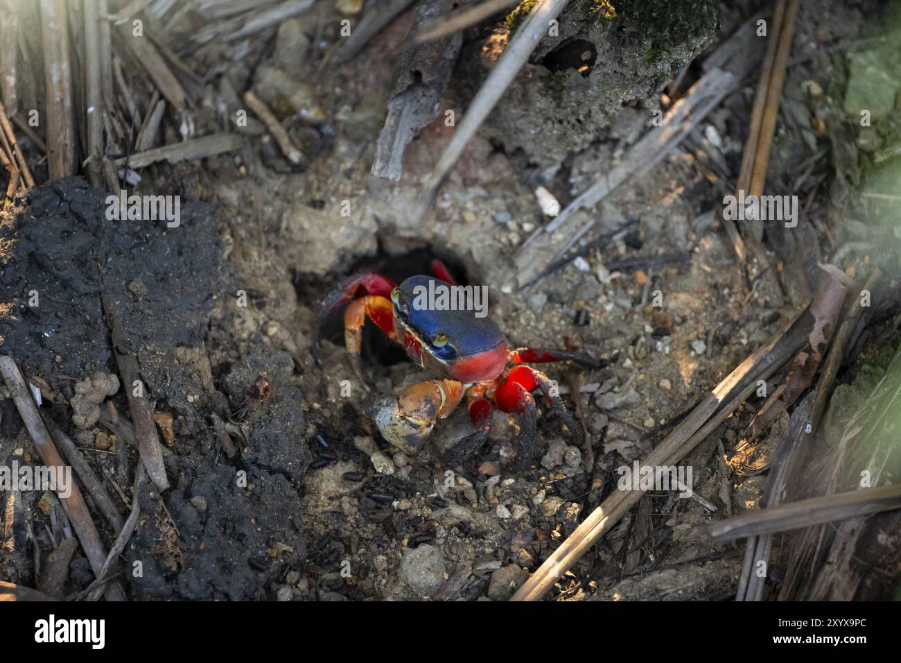 Granchio arlecchino (Cardisoma armatum), Parco Nazionale Manuel Antonio, distretto di Puntarenas, Costa Rica, America centrale Foto Stock