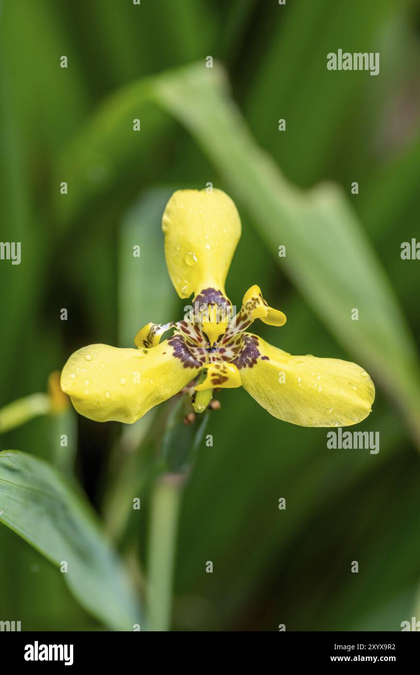 Fiore giallo di un Iris giallo (Trimezia martinicensis), provincia di Alajuela, Costa Rica, America centrale Foto Stock