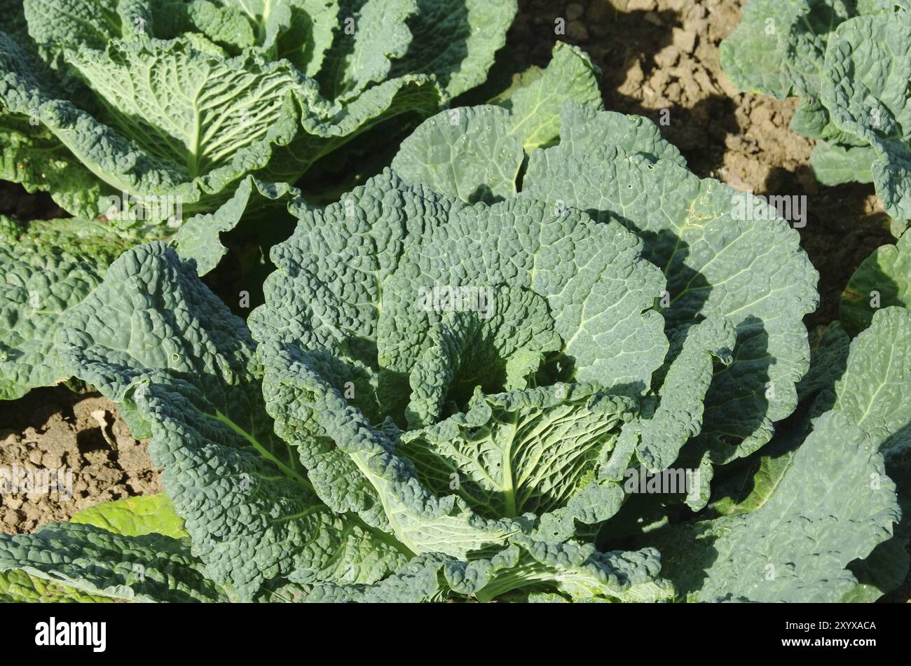 Savoy Cabbage, Savoy Cabbage 01 Foto Stock