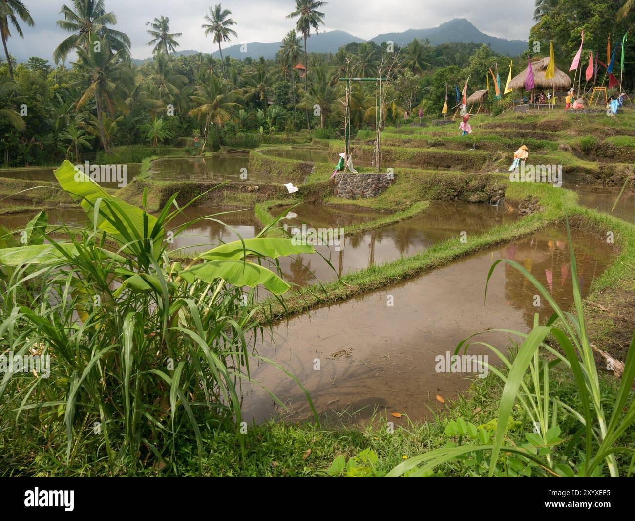 Vista di risaie piene d'acqua e palme con montagne sullo sfondo a Bali, Indonesia. Foto Stock