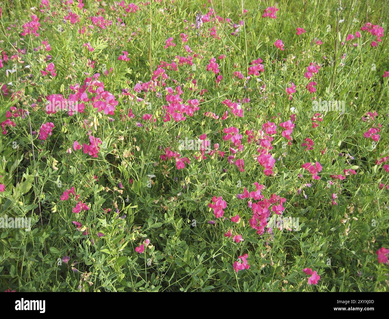 Di un bel colore rosa selvatica piselli sfondo fiori Foto Stock