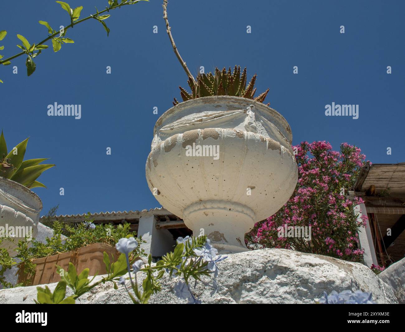 Una grande urna di terracotta con una succulenta circondata da piante fiorite sotto un cielo estivo limpido, ibiza, mediterraneo, spagna Foto Stock