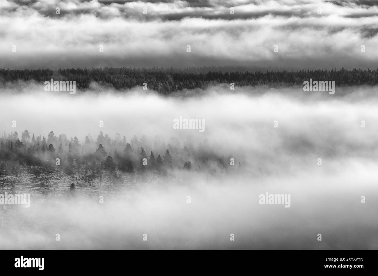 Trees in the Morning fog, Engerdalsfjellet, Hedmark Fylke, Norvegia, ottobre 2011, Europa Foto Stock