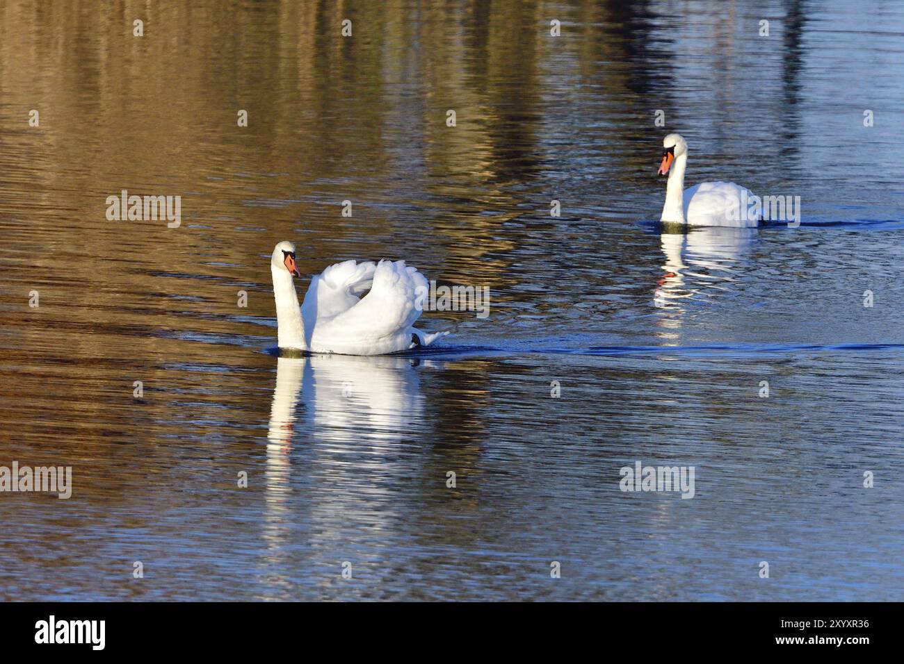Cigno muto che difende il suo territorio. Cigno muta maschio al sole del mattino Foto Stock
