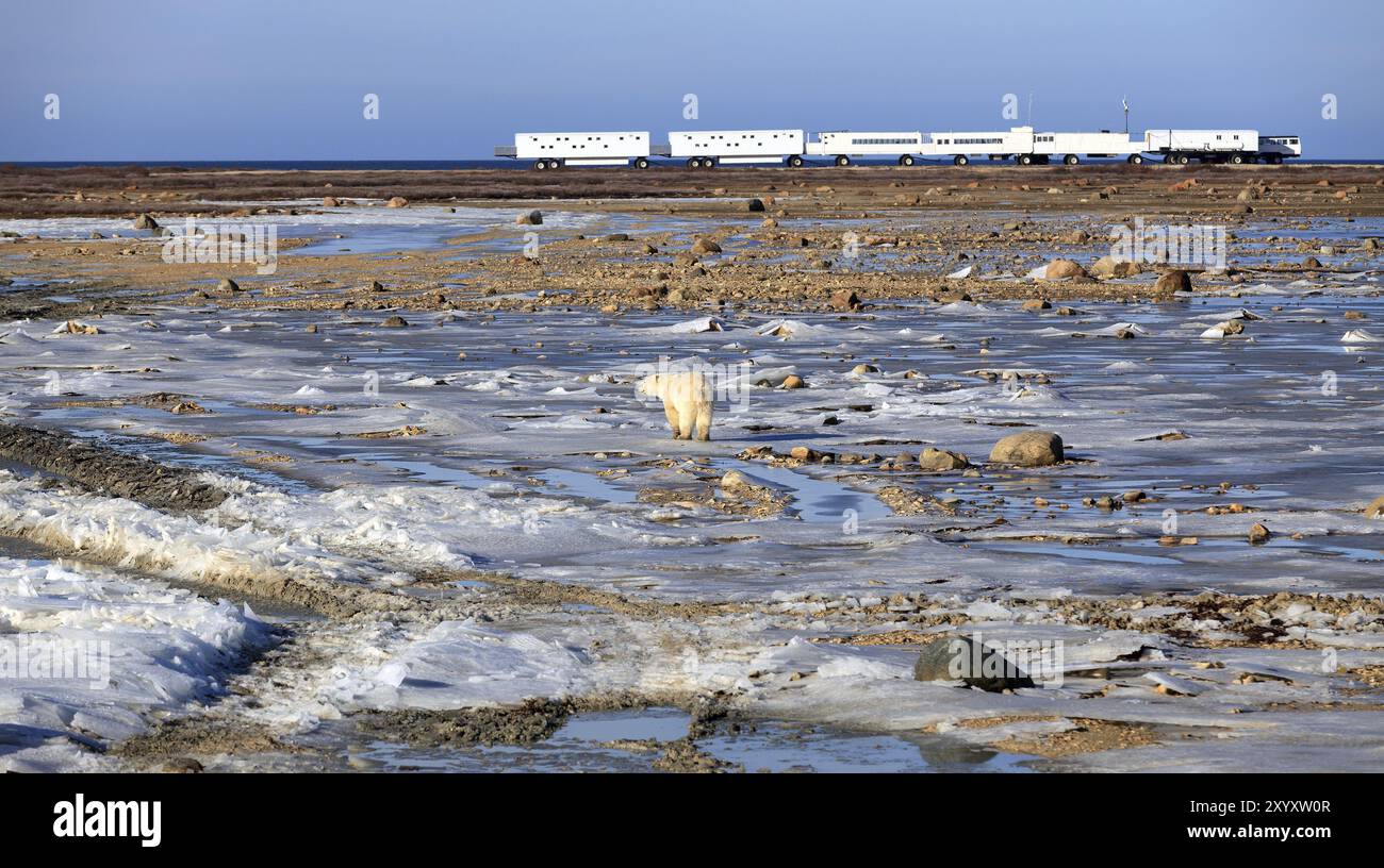 Orso polare di fronte a una tundra buggy Lodge Foto Stock