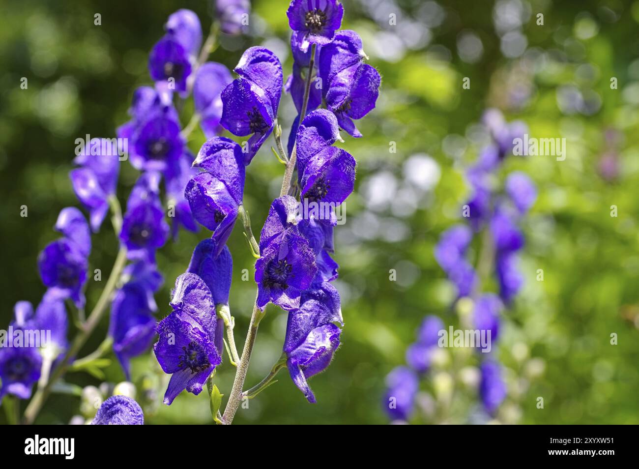 Monkshood o Aconitum napellus, Monkshood comune o Aconitum napellus Foto Stock