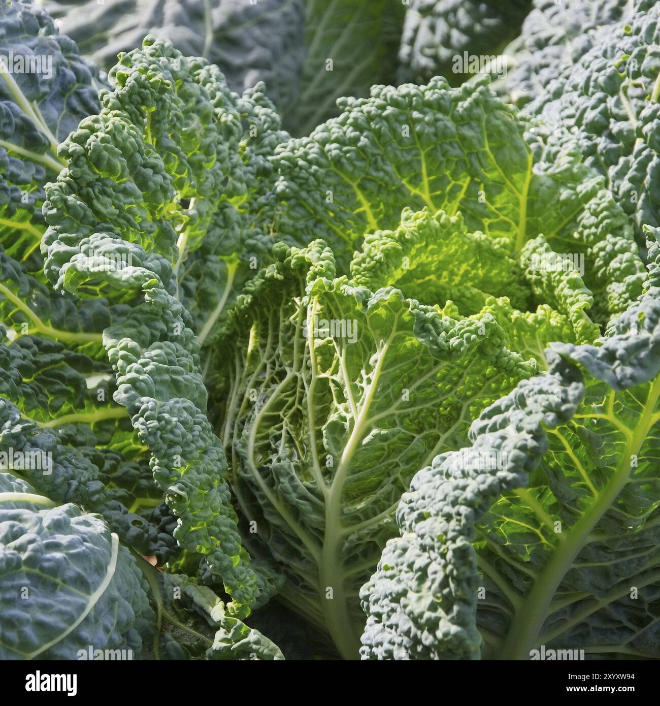 Savoy Cabbage, Savoy Cabbage 06 Foto Stock