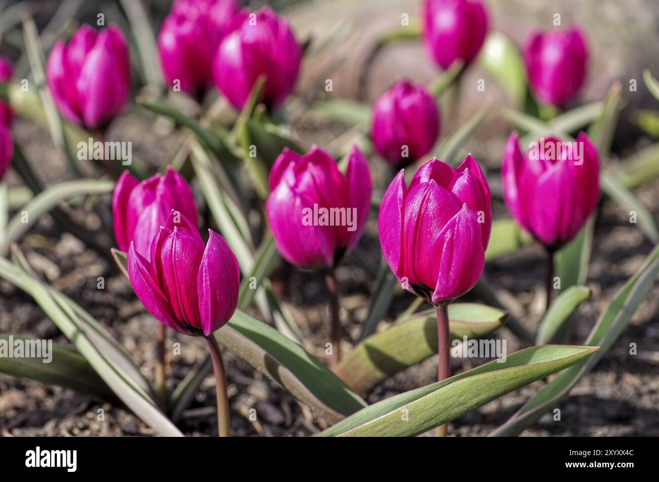 Violacea di tulipani selvatici Black base, violacea di tulipani selvatici Black base 01 Foto Stock