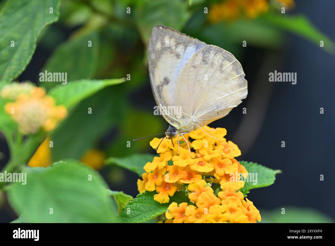 Farfalla che succhia il miele dal bellissimo fiore giallo del Kerala, India Foto Stock