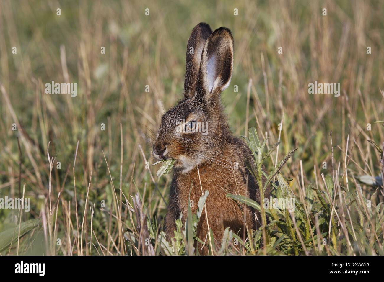 Lepre europea, Lepus europaeus, lepre europea Foto Stock