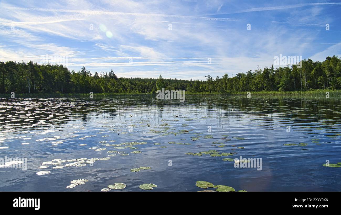 Su un lago in Svezia nel piccolo e piccolo. Campo di ninfee, acqua blu, cielo soleggiato, foreste verdi. Relax e silenzio in vacanza Foto Stock