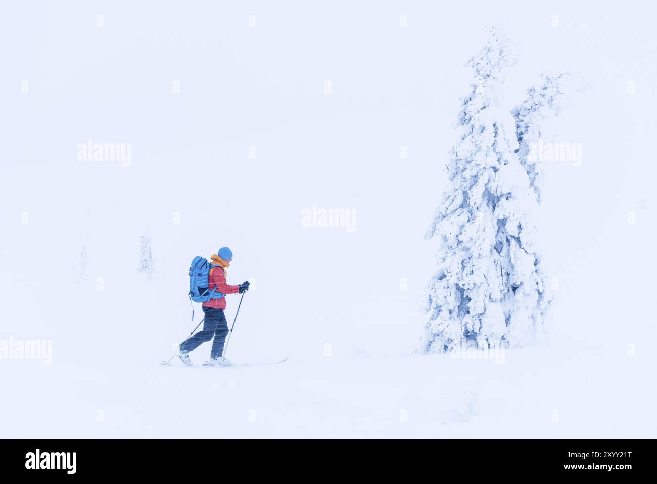 Sciatori sulla neve, riserva naturale di Dundret, Gaellivare, Norrbotten, Lapponia, Svezia, febbraio 2016, Europa Foto Stock